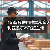 1585只进口种羊从澳大利亚墨尔本飞抵兰州(图2) 1585只进口种羊从澳大利亚墨尔本飞抵兰州(图2)