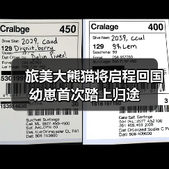 旅美大熊猫将启程回国 幼崽首次踏上归途（图3）