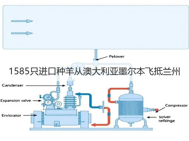1585只进口种羊从澳大利亚墨尔本飞抵兰州(图3) 1585只进口种羊从澳大利亚墨尔本飞抵兰州(图3)