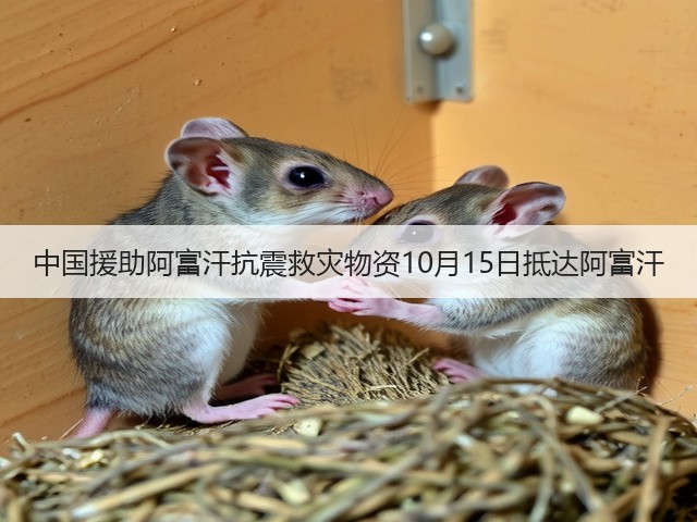 中国援助阿富汗抗震救灾物资10月15日抵达阿富汗(图2) 中国援助阿富汗抗震救灾物资10月15日抵达阿富汗(图2)