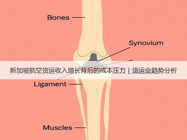 新加坡航空货运收入增长背后的成本压力|货运业趋势分析(图2) 新加坡航空货运收入增长背后的成本压力|货运业趋势分析(图2)