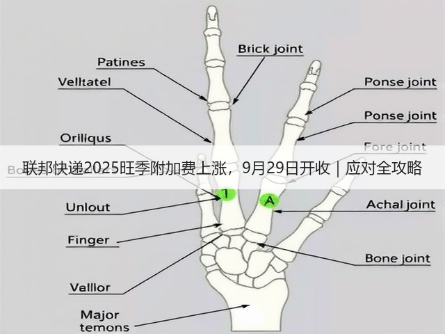 联邦快递2025旺季附加费上涨,9月29日开收|应对全攻略(图3) 联邦快递2025旺季附加费上涨,9月29日开收|应对全攻略(图3)