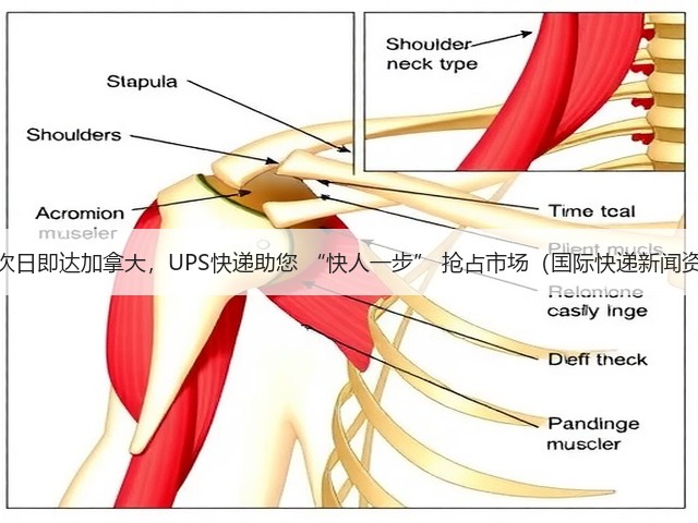 最快次日即达加拿大，UPS快递助您 “快人一步” 抢占市场（国际快递新闻资讯）(图2)