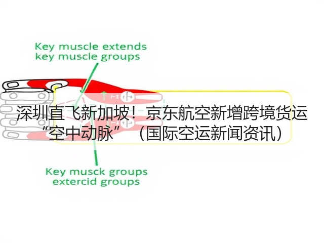 深圳直飞新加坡!京东航空新增跨境货运 “空中动脉”(国际空运新闻资讯)(图1) 深圳直飞新加坡!京东航空新增跨境货运 “空中动脉”(国际空运新闻资讯)(图1)