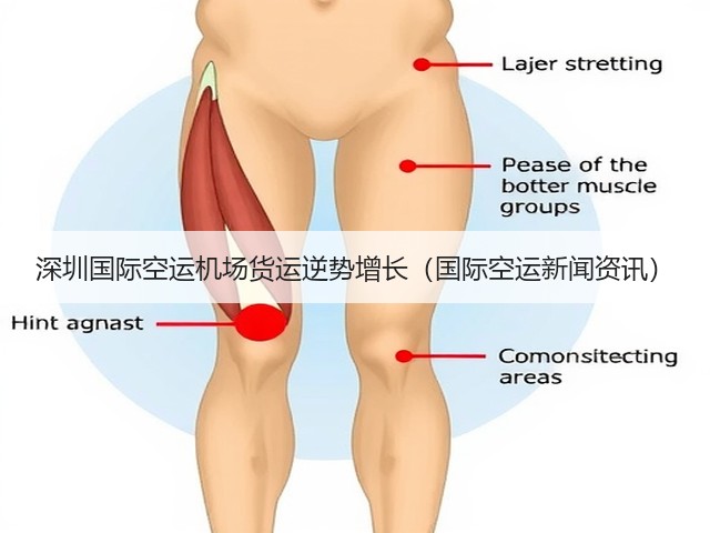 深圳国际空运机场货运逆势增长(国际空运新闻资讯)(图1) 深圳国际空运机场货运逆势增长(国际空运新闻资讯)(图1)