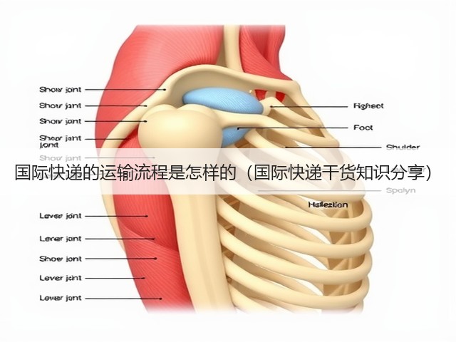 国际快递的运输流程是怎样的(国际快递干货知识分享)(图2) 国际快递的运输流程是怎样的(国际快递干货知识分享)(图2)